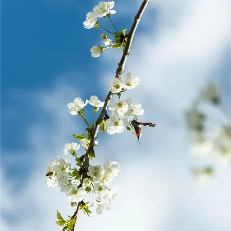 Afroditi Daire Ano Volos