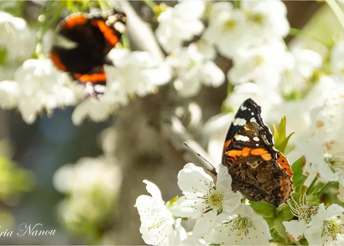 Appartamento Afroditi